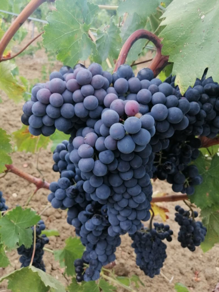 It's Harvesting Time! How Sustainable is the Wine in your Glass?
